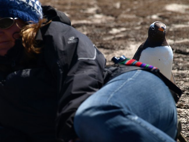 ../../Pictures/241209/050 Gentoo.JPG